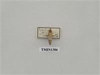 藏品(尺蠖蛾科)的圖片